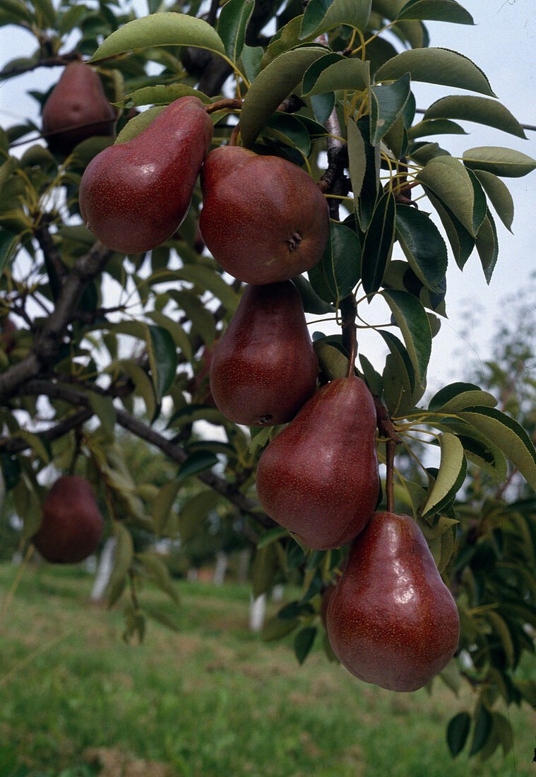 pear