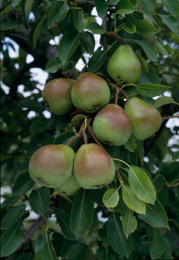 Pear 'Alexander Lukas'