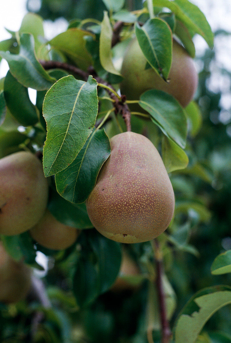 Gellert'S butter pear