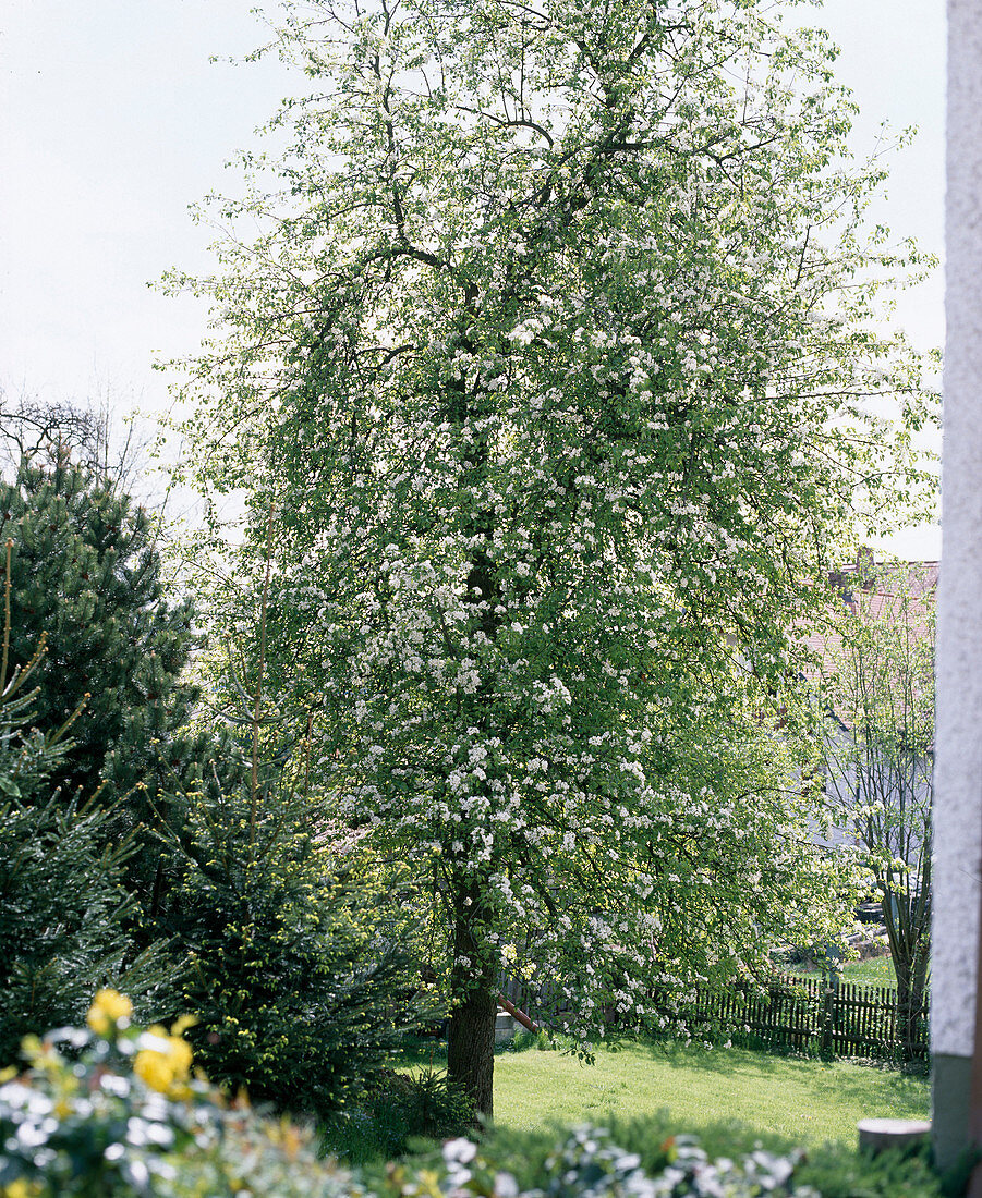 Pear tree in flower