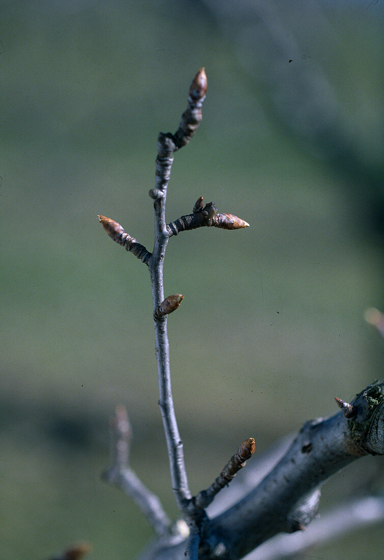 Birnenfruchtrute 10 - 25 cm Lang endet mit Blütenknospe