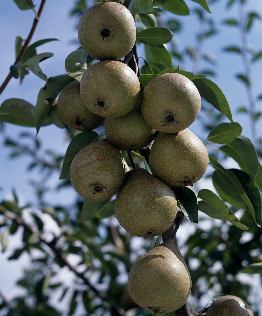 Pear 'Gute graue'