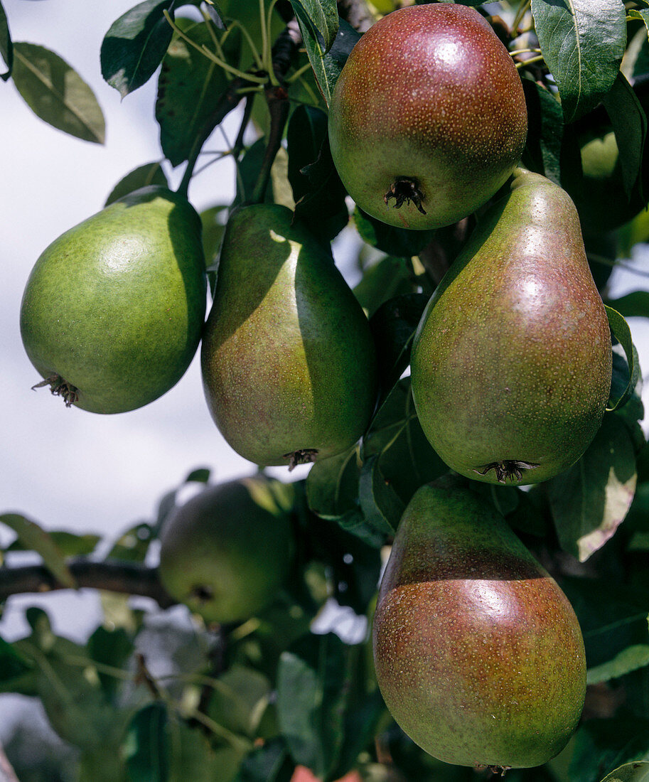 Pear 'Gute Luise'