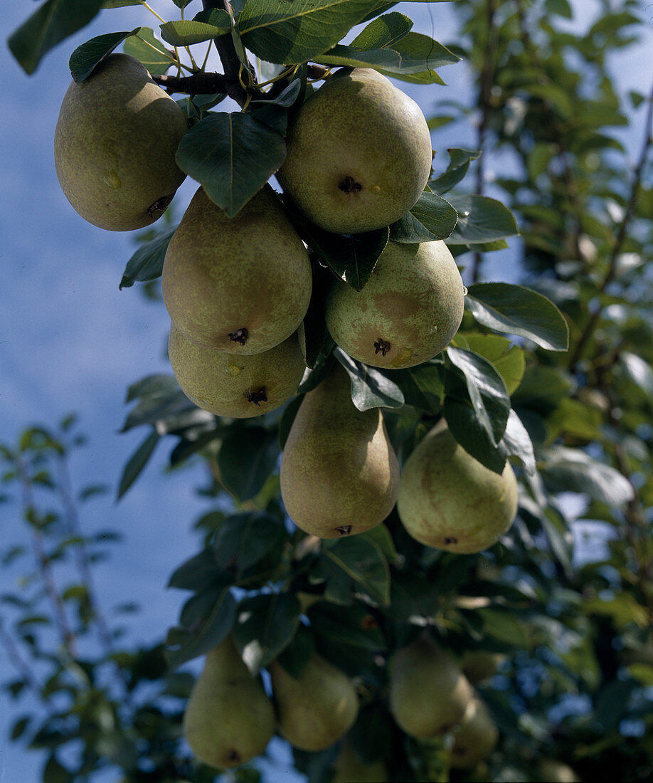 Pears 'new Poiteau'