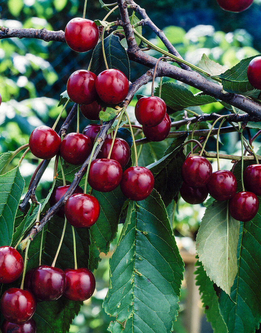 Sour cherry 'Köröser Vistula'