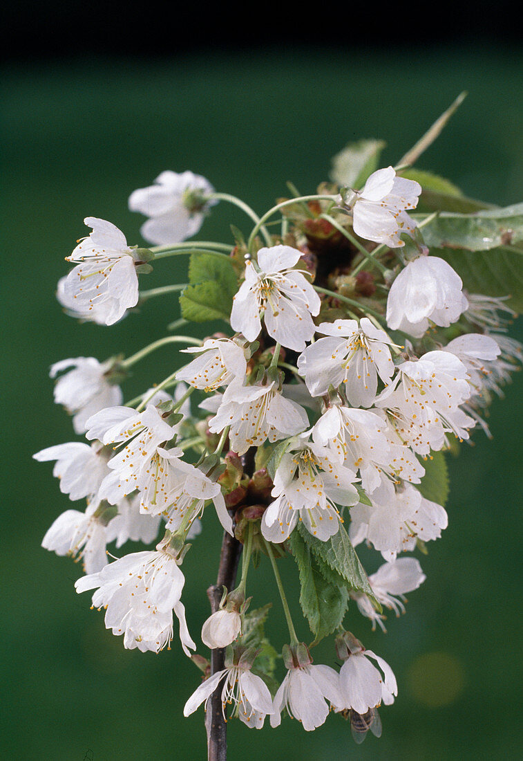 Prunus avium