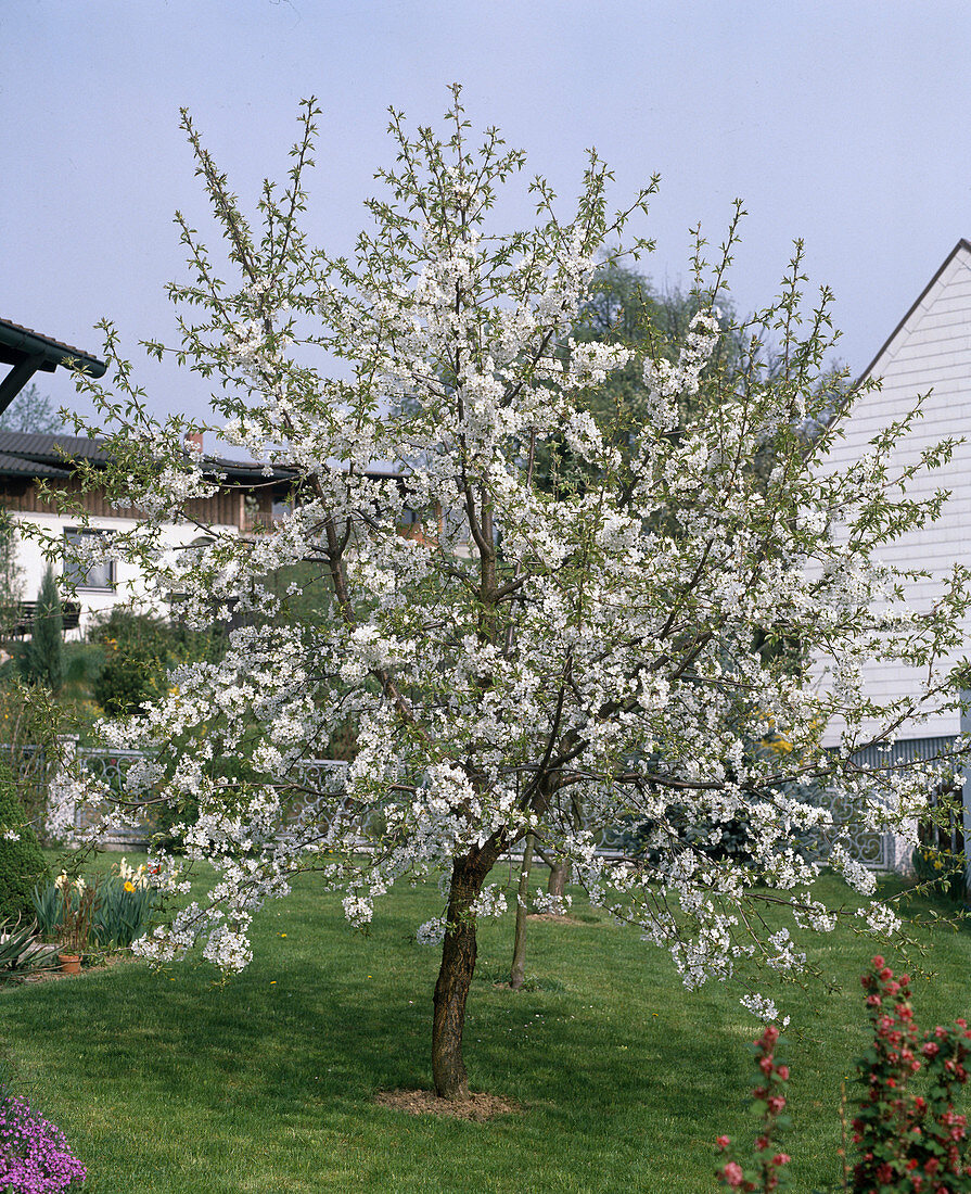 Sweet cherry tree in bloom