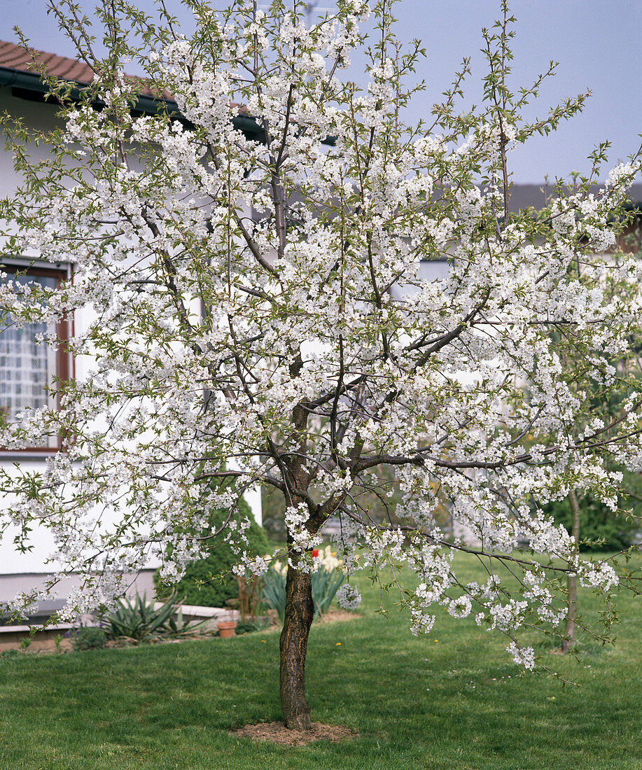 Sweet cherry tree in bloom