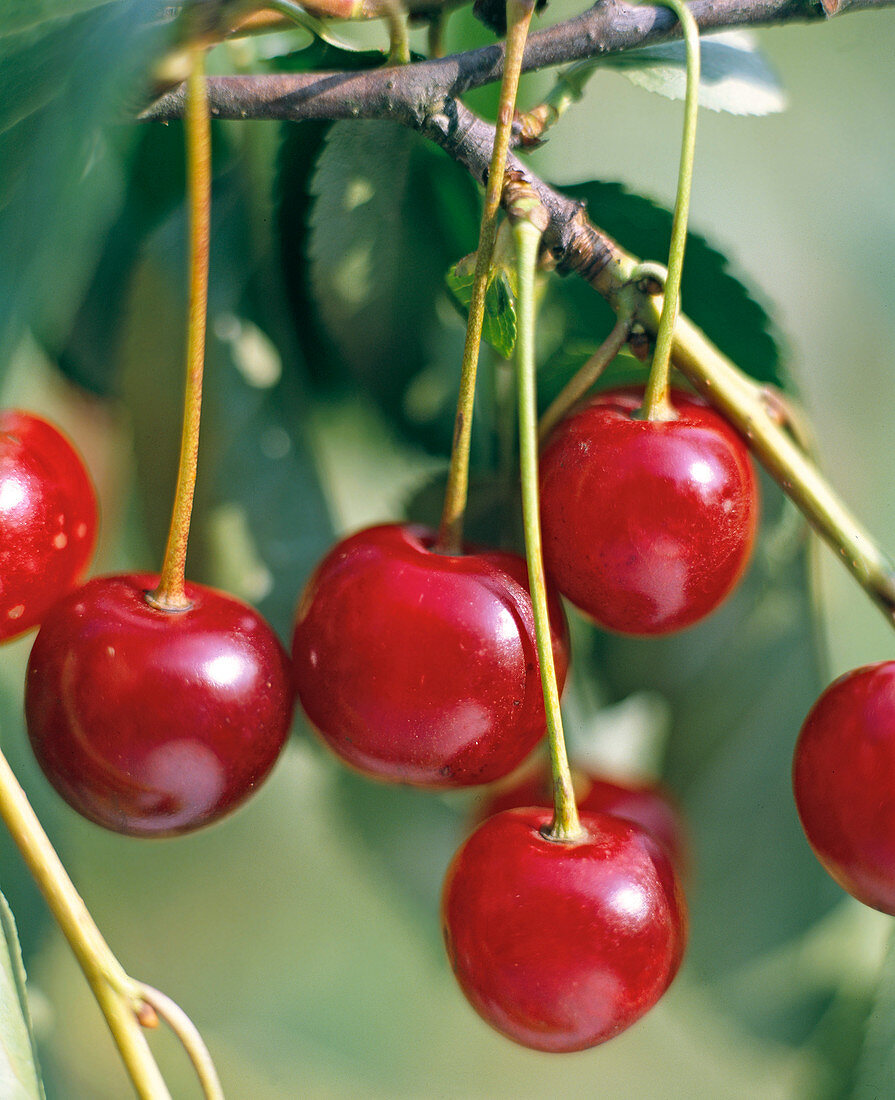 Sour cherry