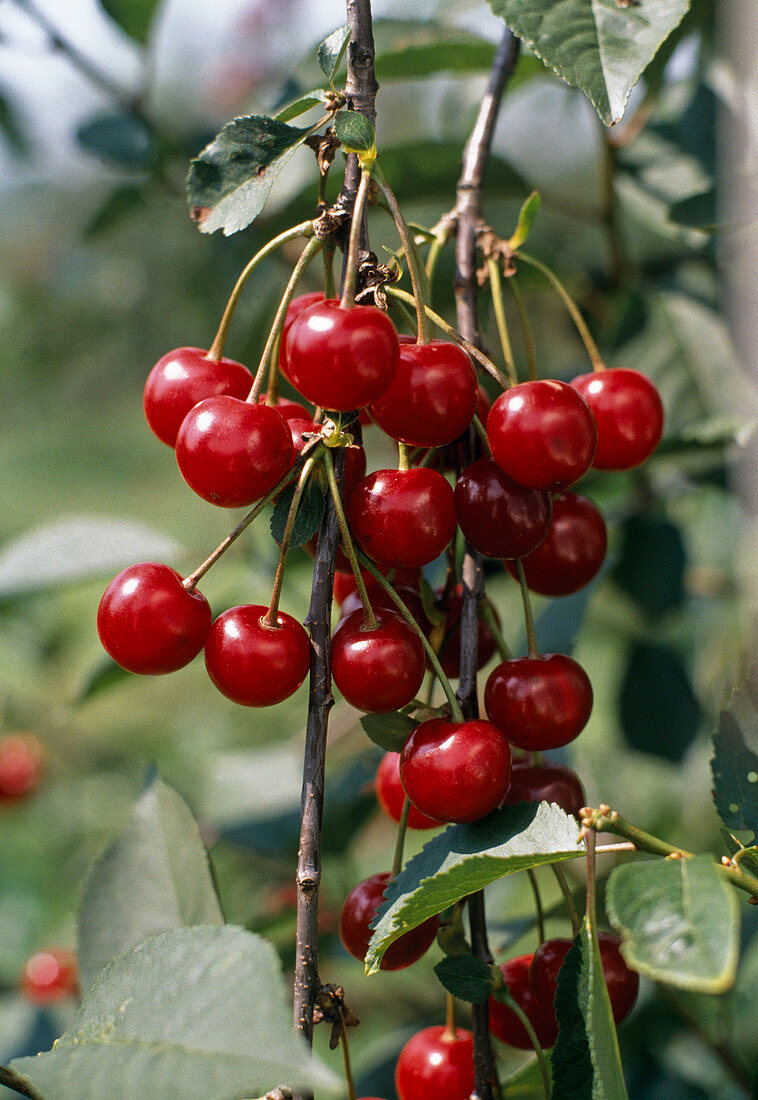 Sour cherry