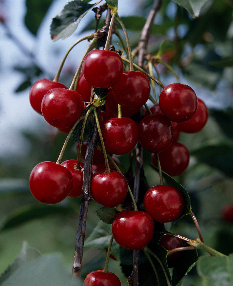 Sour cherry