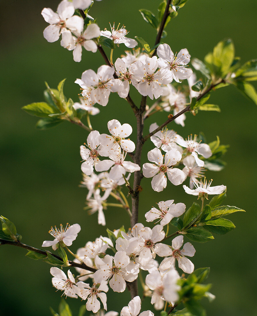 Plum blossom