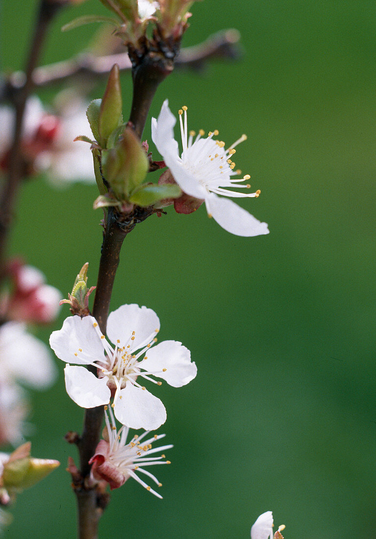 Apricot blossom