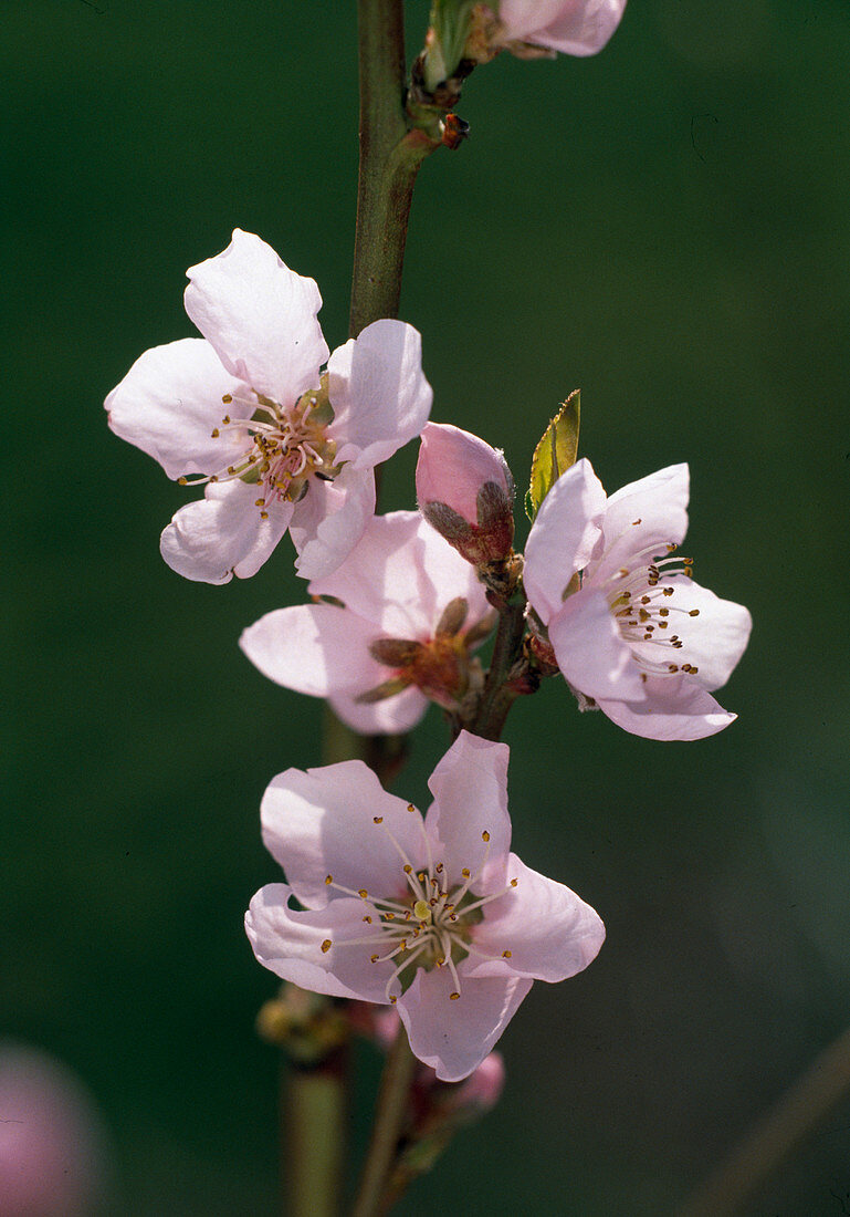 Pfirsichblüte