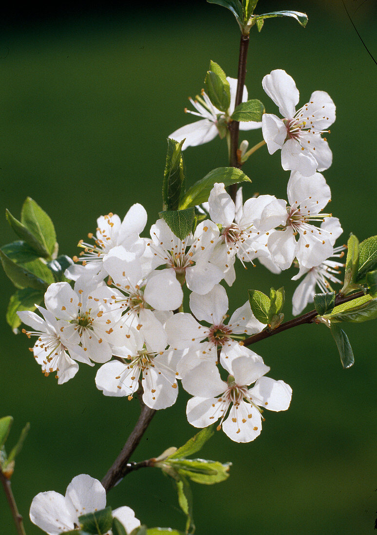 Zwetschgenblüte