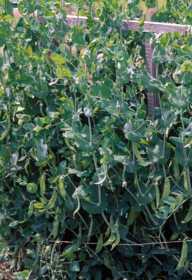 Sweet pea 'Rembrandt'