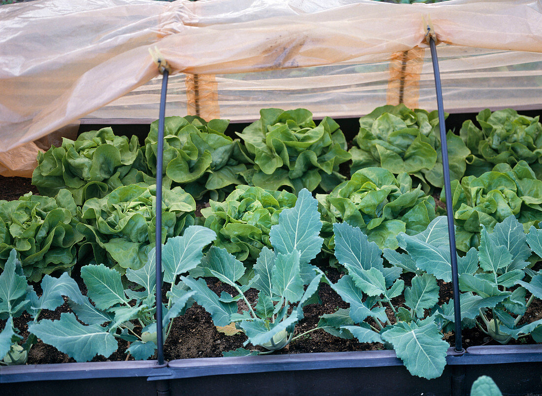 Cold frame with lettuce and kohlrabi