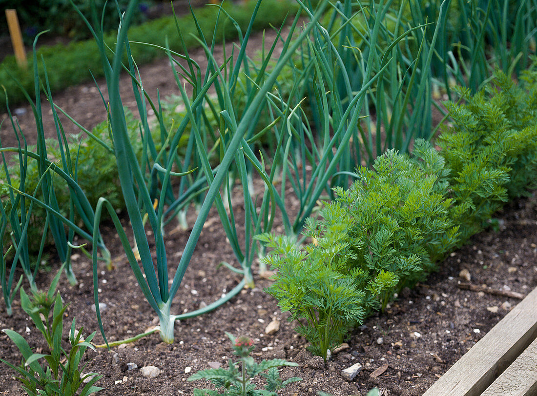 Mixed culture with onions and carrots