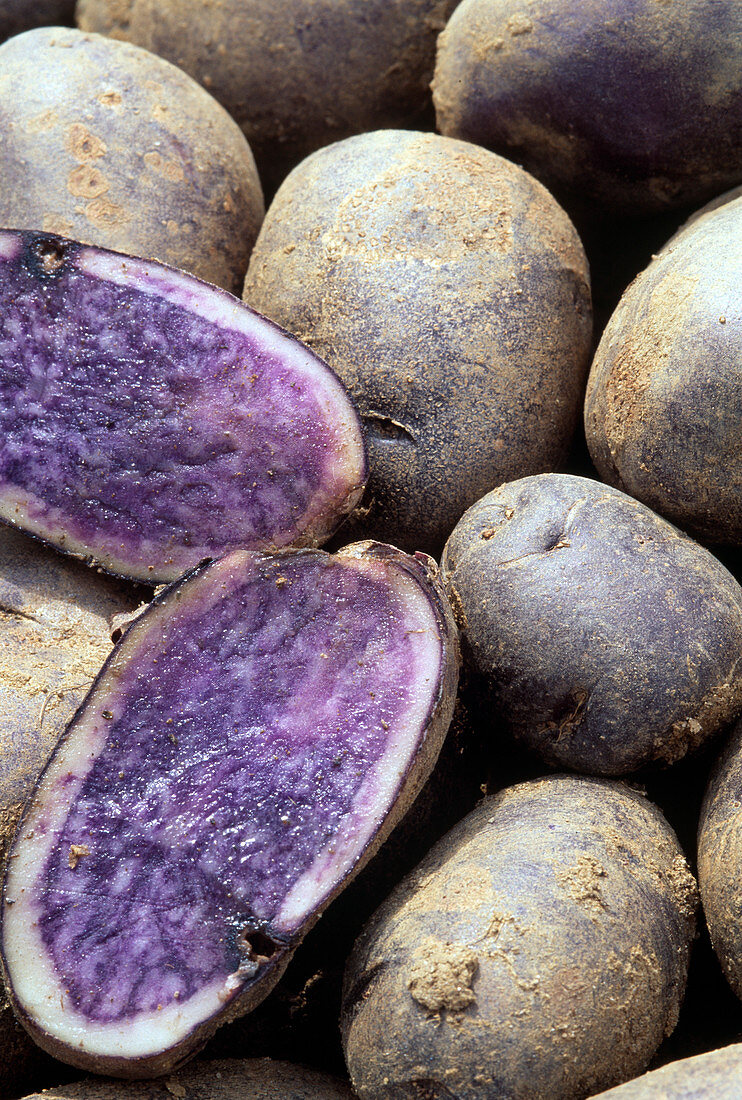 Potato 'Violetta'