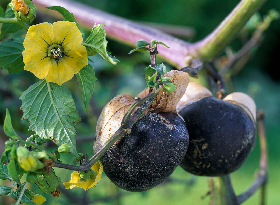 Physalis Ixocarpa (Tomatillo)