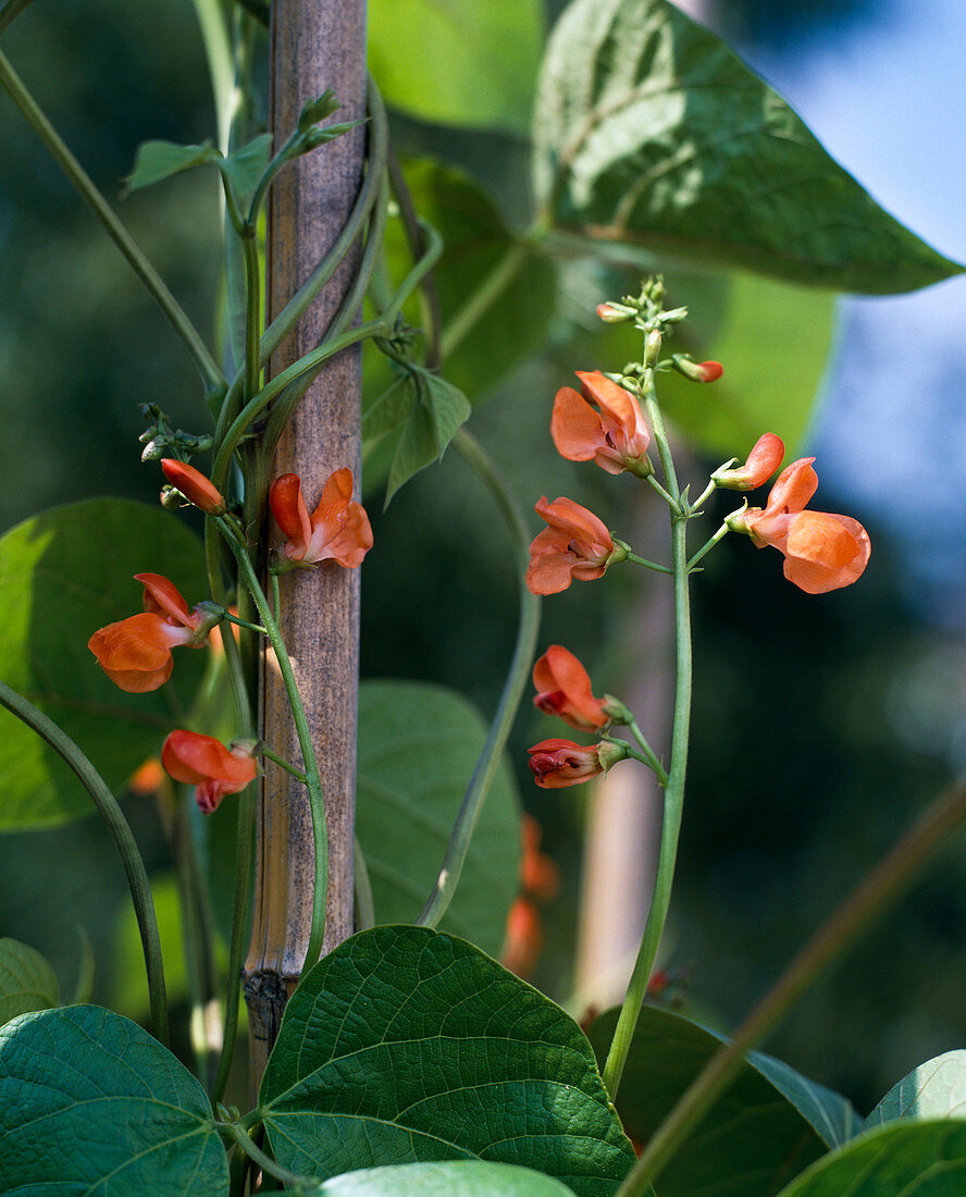 Phaseolus coccineus