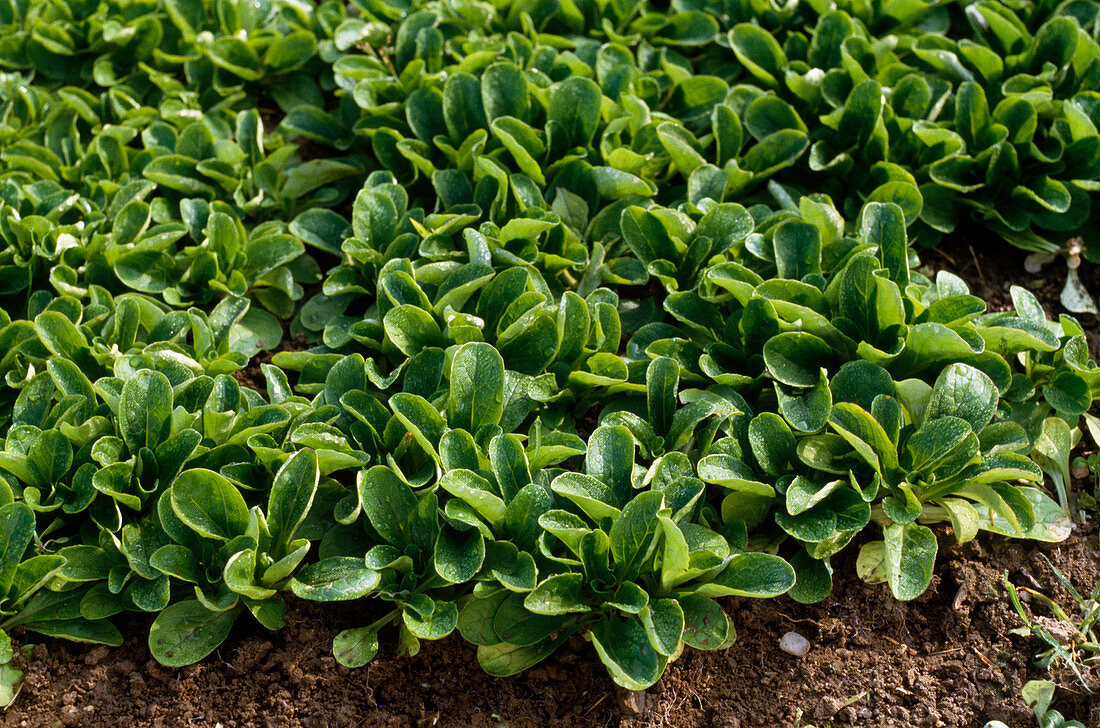 Valerianella locusta, corn salad