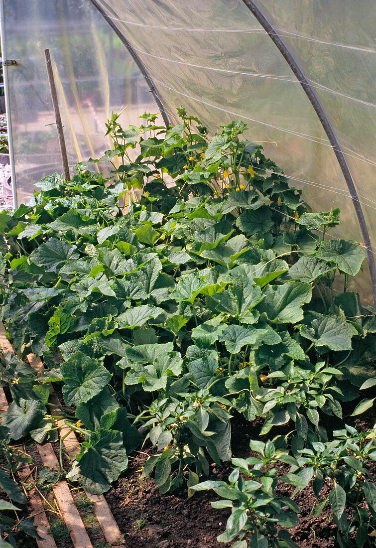 Cucumbers