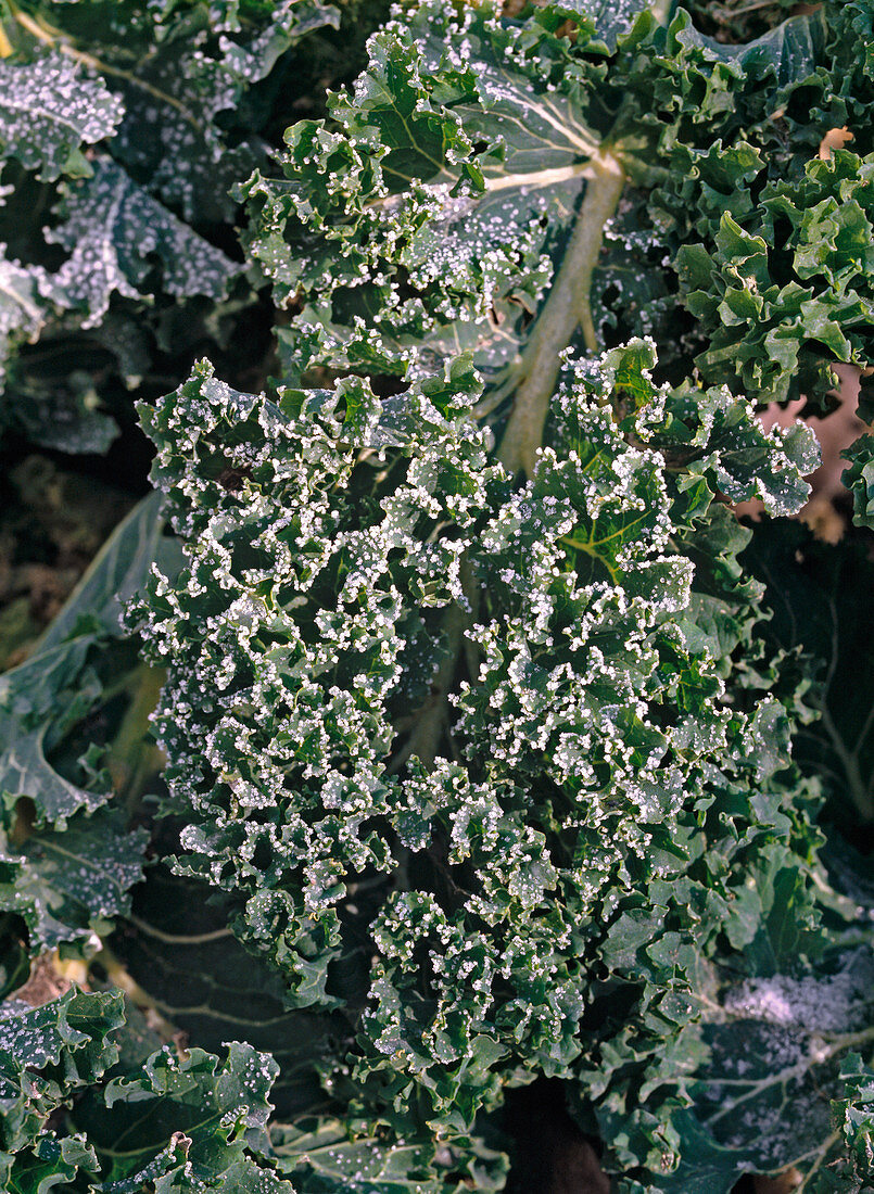 Green cabbage