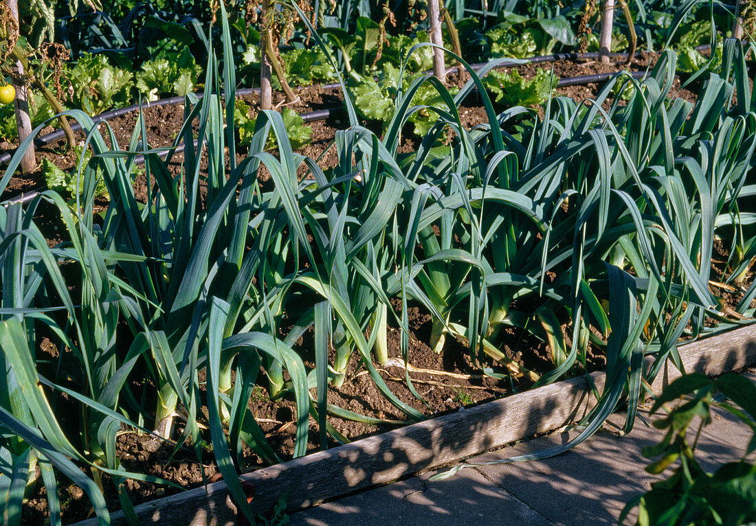 Allium porrum