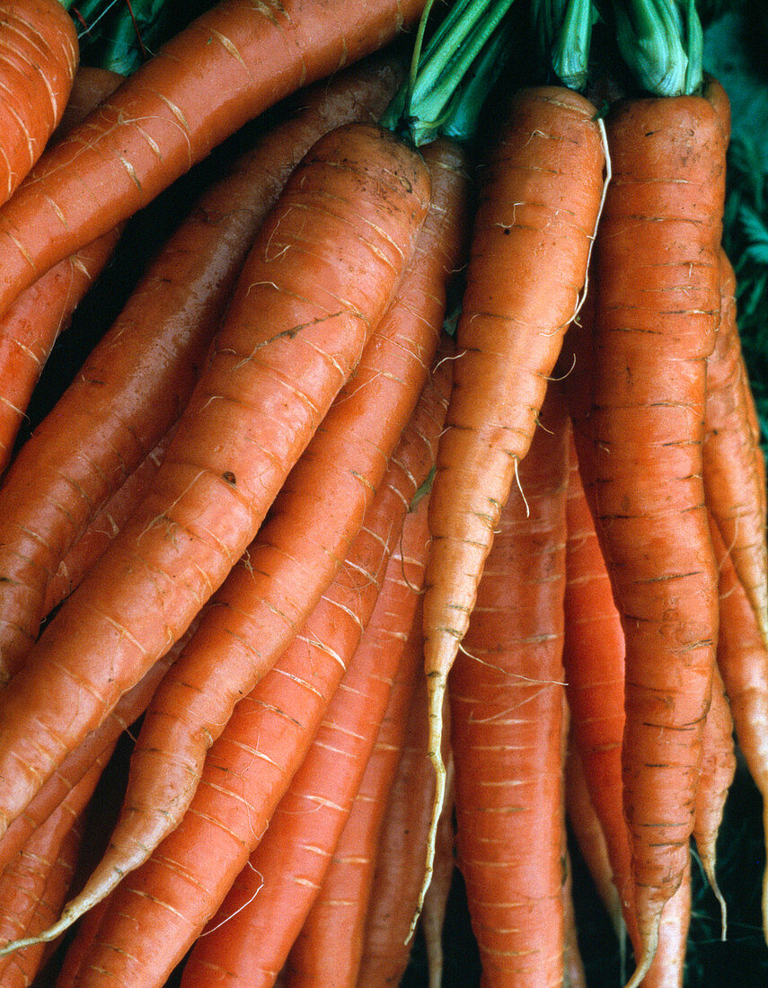 Carrots