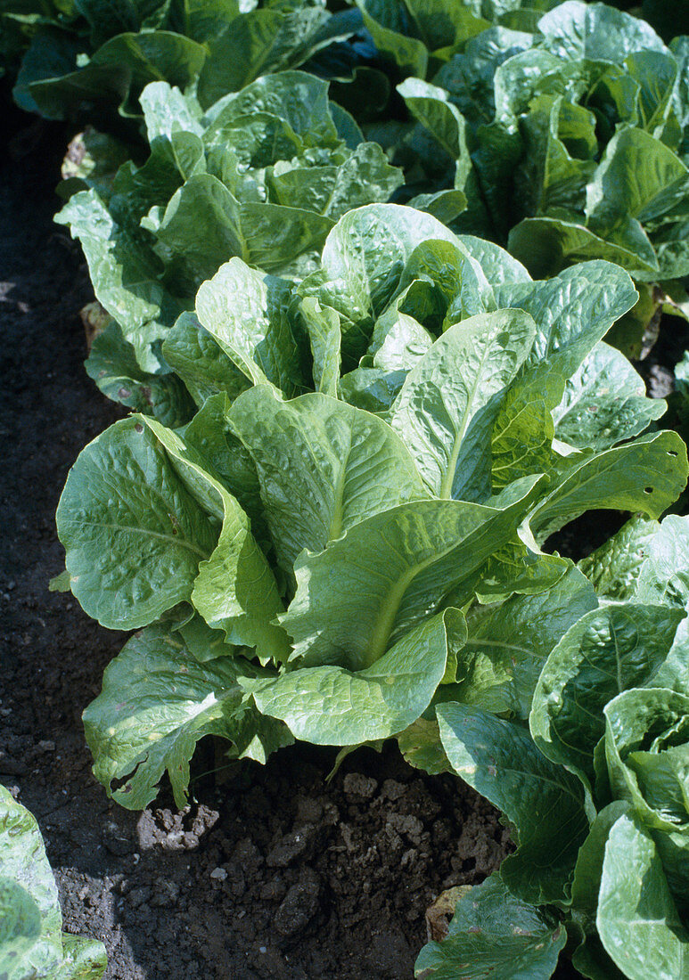 Binding salad