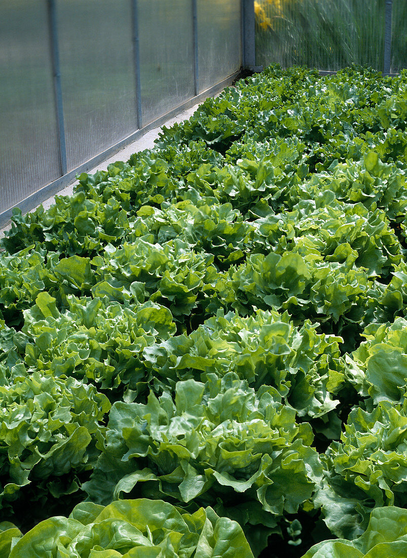 Endive salad in the greenhouse