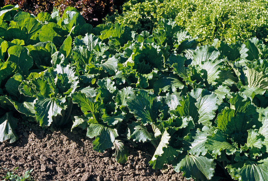 Chinese cabbage 'Monumental'