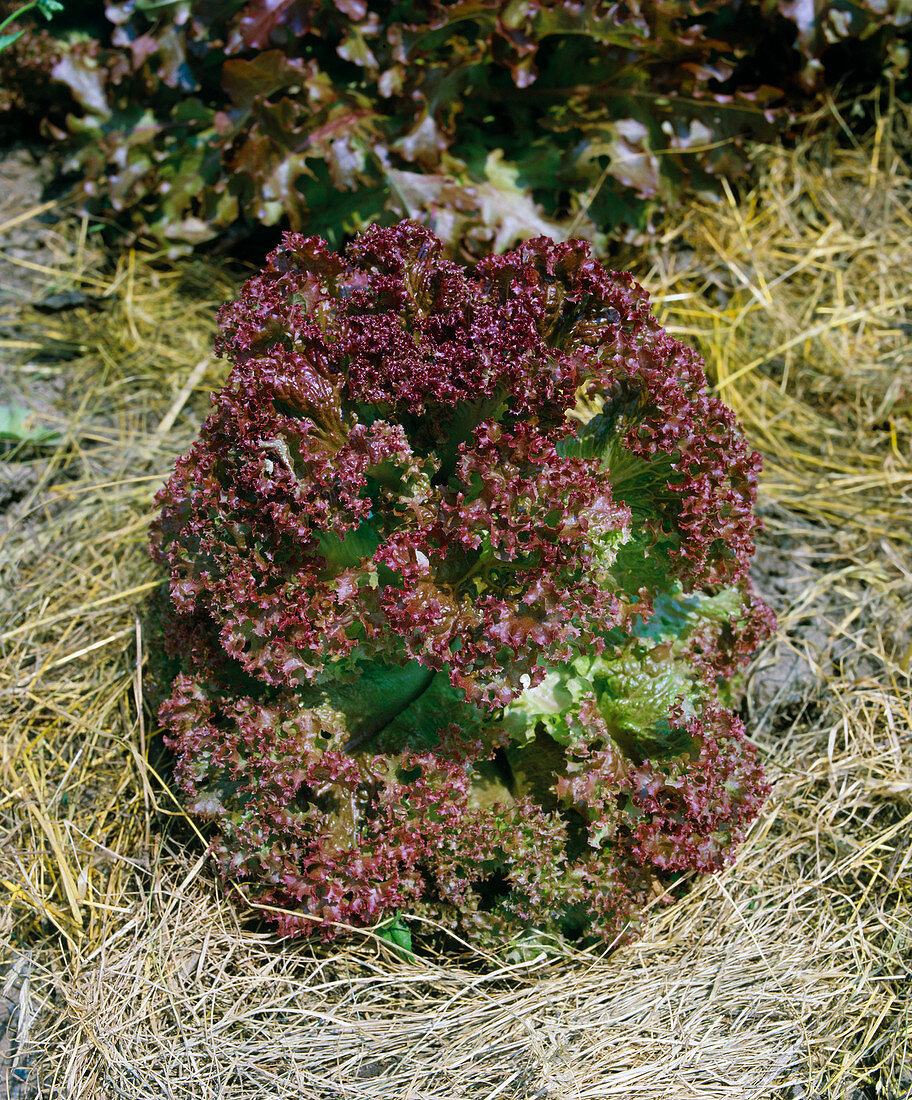 Picking lettuce, with grass mulch