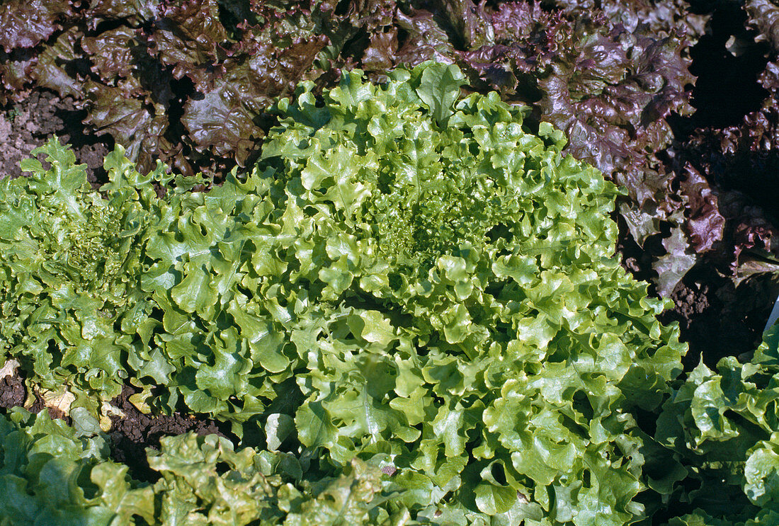 Picking lettuce