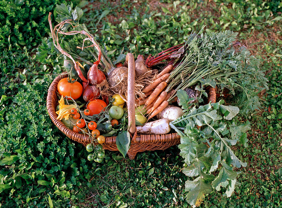 Willow basket with vegetables