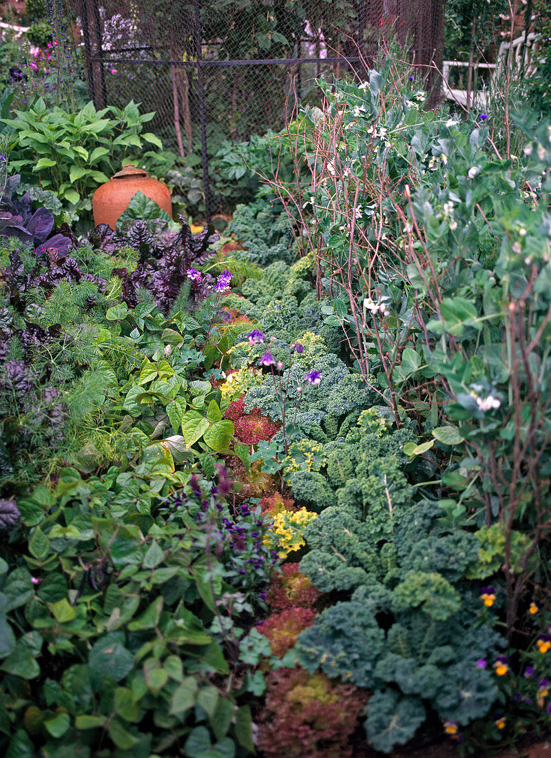 Gemüsegarten mit Grünkohl, Erbsen, Mangold