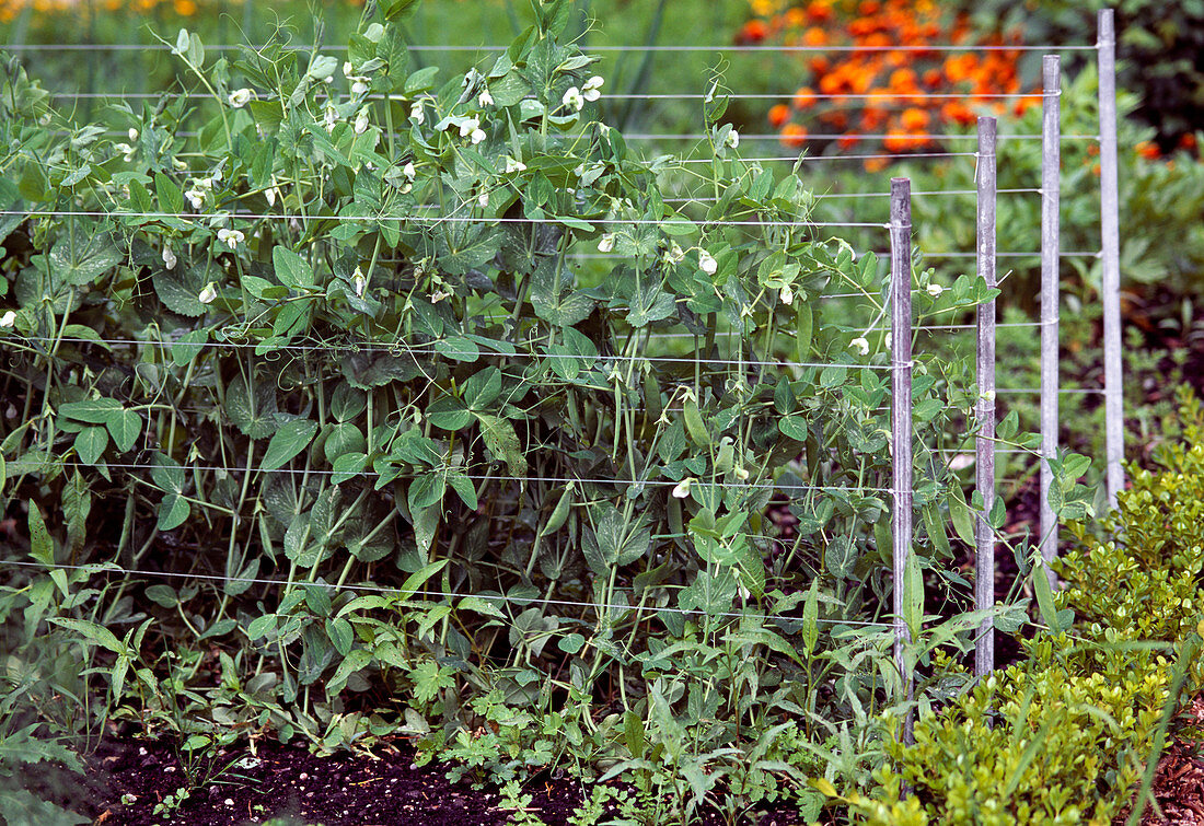 Pea plants