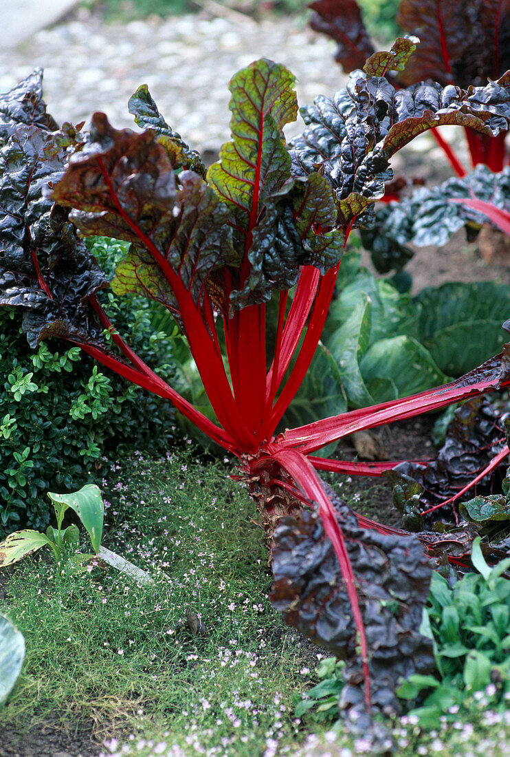 Chard 'Volcano'