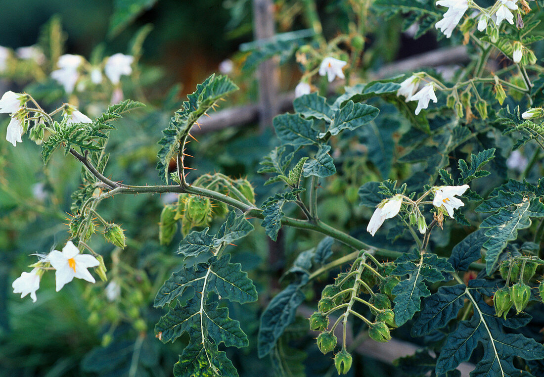 Solanum sisymbriifolium 'Lulita'