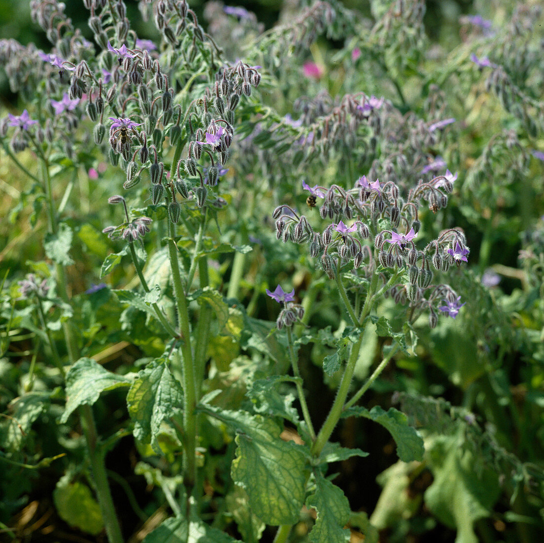 Borage