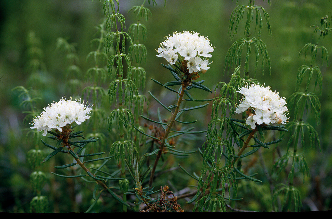 Ledum palustre (marsh spurge), leaves and wood have a strong aromatic resinous scent, camphor-like, repels insects