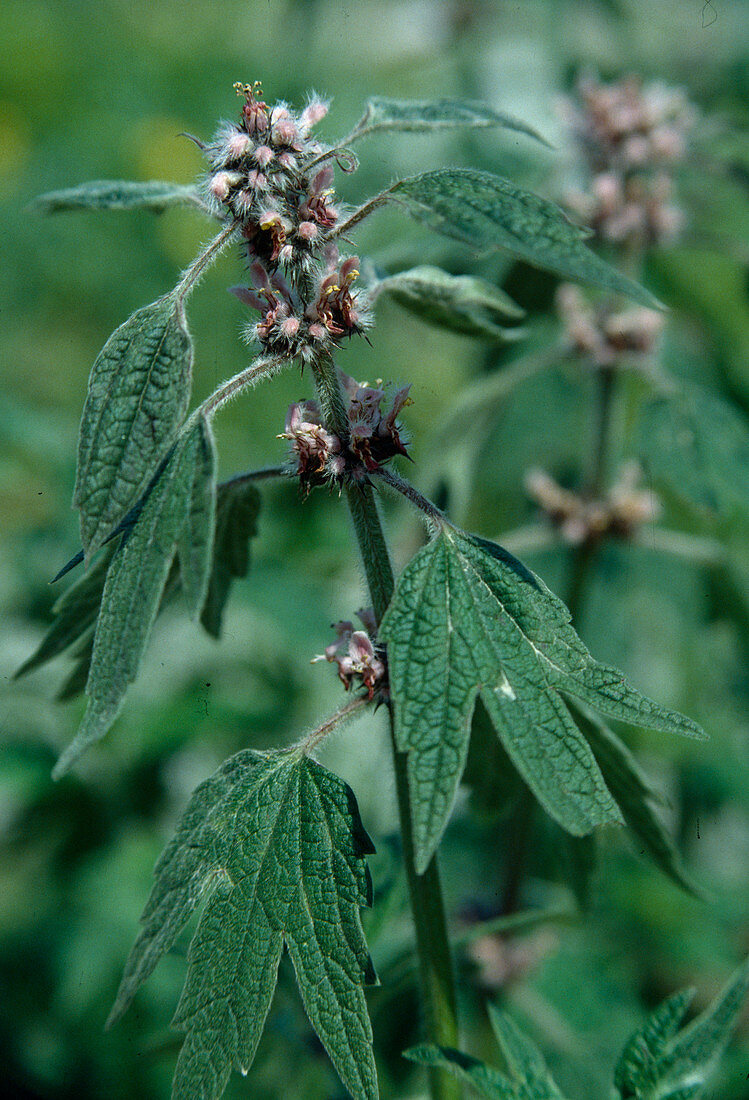 Heart plant (Leonurus cardiaca)