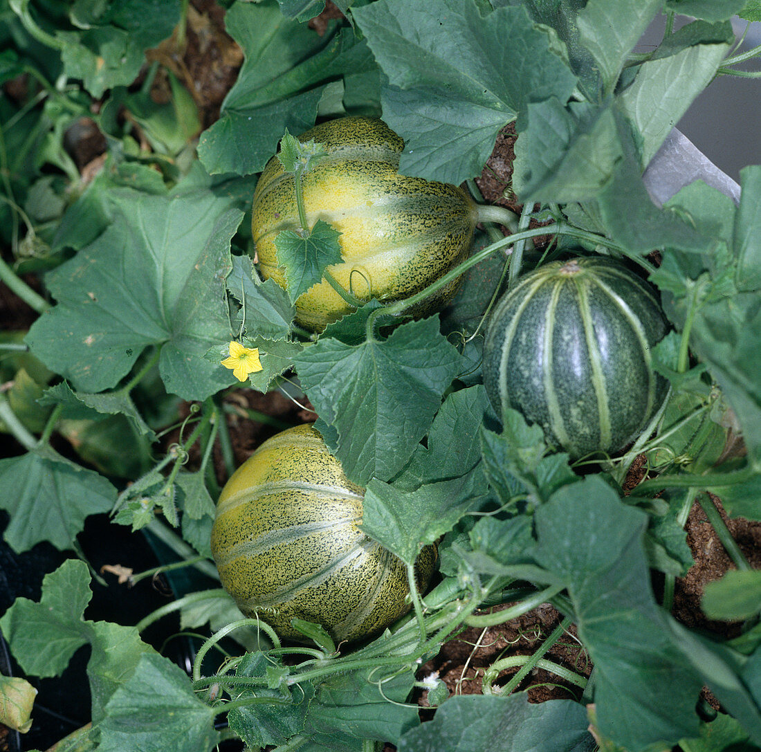 Sugar melon in the greenhouse