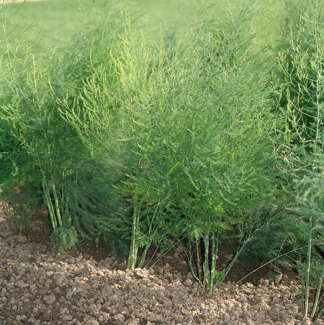 Green herb of vegetable asparagus (Asparagus officinalis)