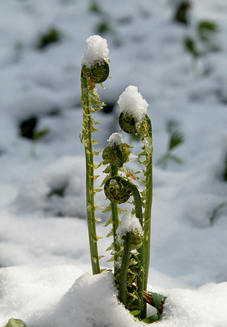 Matteuccia struthiopteris (Straussfarn) frische Triebe im Schnee