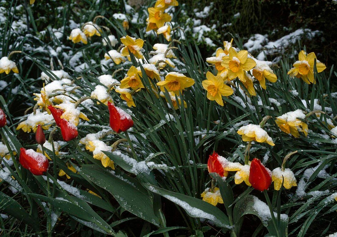 Spring bed with daffodils and tulips with snow