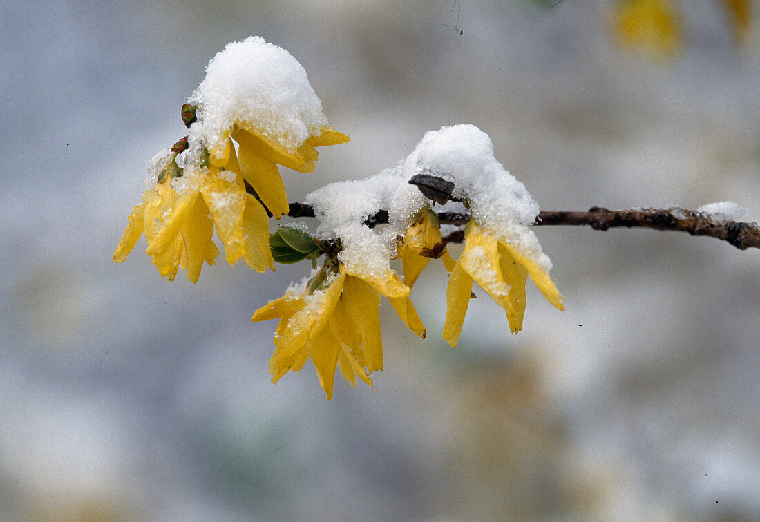 Forsythia intermedia