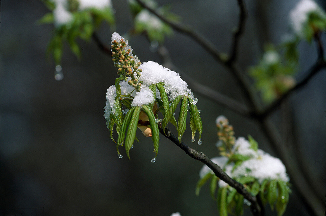 Aesculus hippocastanum (horse chestnut): Fresh shoots with snow