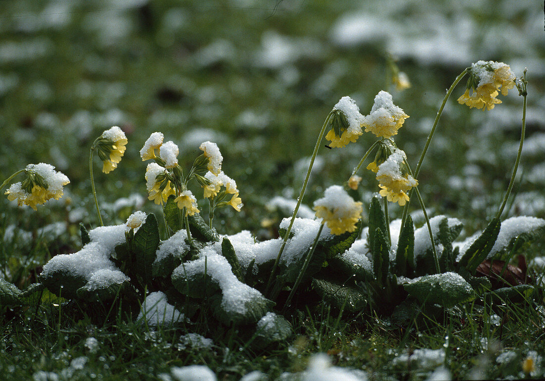 Primula Elatior hohe Schlüsselblume mit Schnee